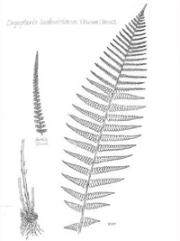 drawing of dryopteris ludoviciana plant parts